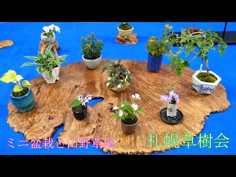 盆栽鉢 時代抜群美品 美芸 正方釘彫ミニ盆栽鉢山野草9.5