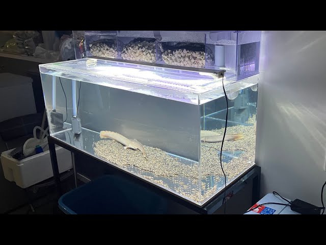 上部ろ過式の120cmアクリル水槽を設置！ポリプテルスセネガルスのペア