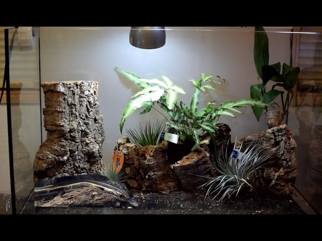 n1アク抜き済み流木 爬虫類シェルター テラリウム インテリア エア