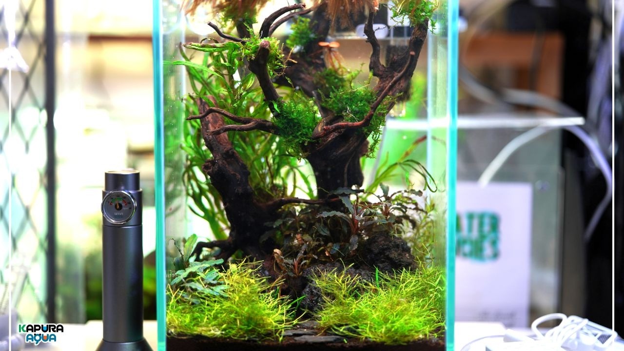 早い者勝ち】ADA流木3本、他流木2本 ADA流木3本、他流木2本