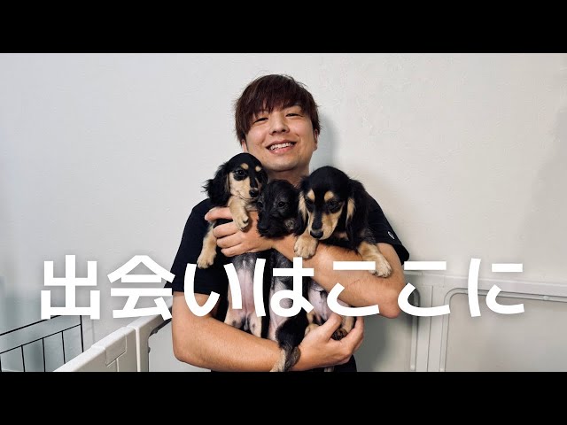 An old man living with seven dogs] Here are some details about the