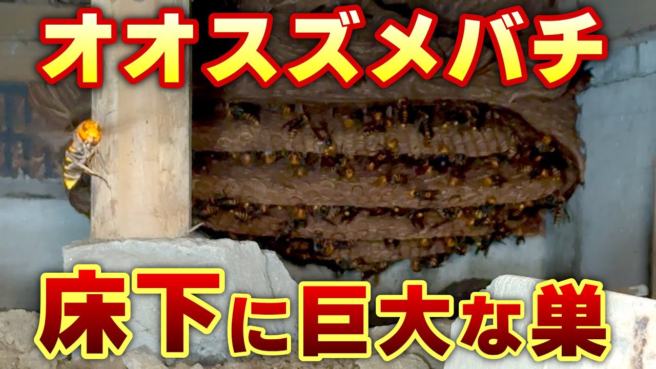 Super rare video] A huge hornet nest was discovered under the