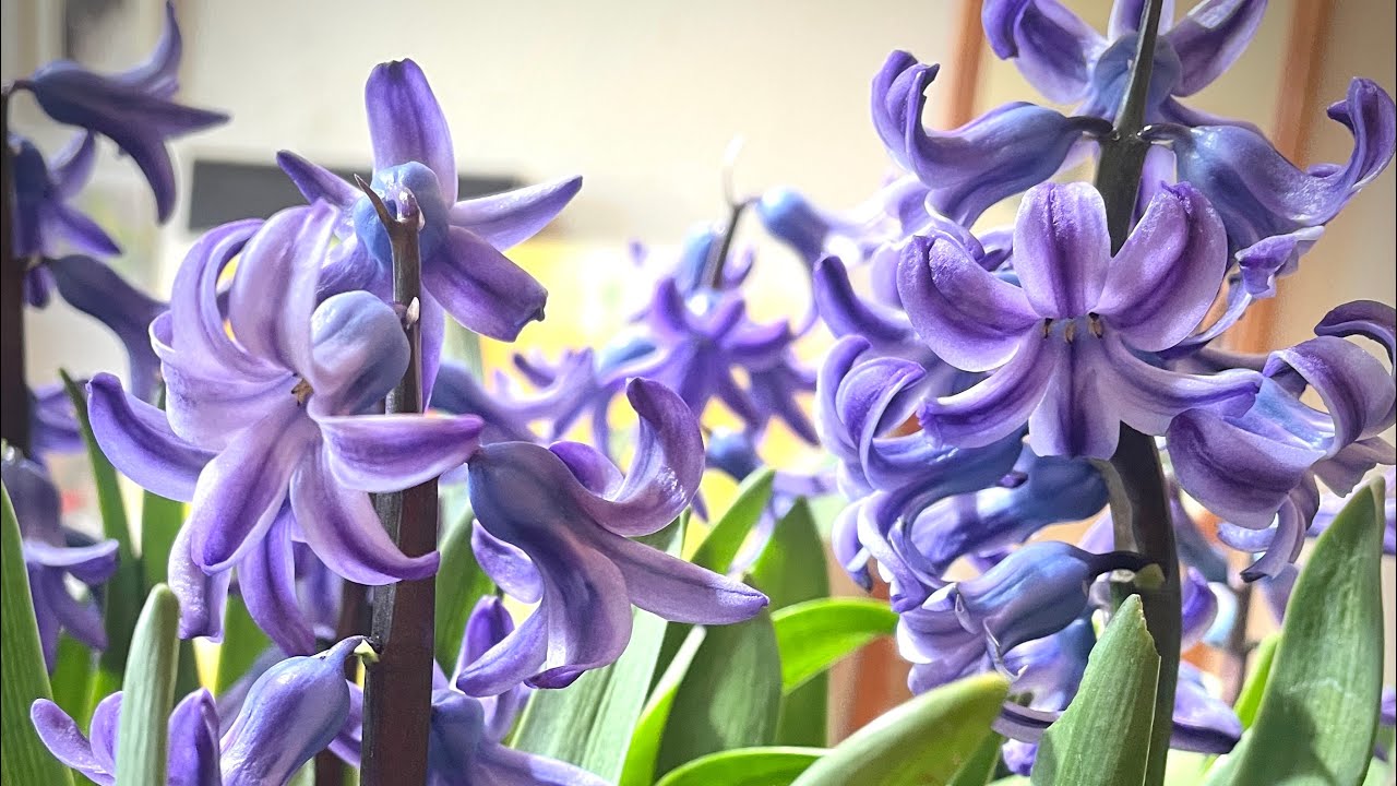 ヒヤシンスが咲いた🪻🪻🪻ので描きます！ - YouTube