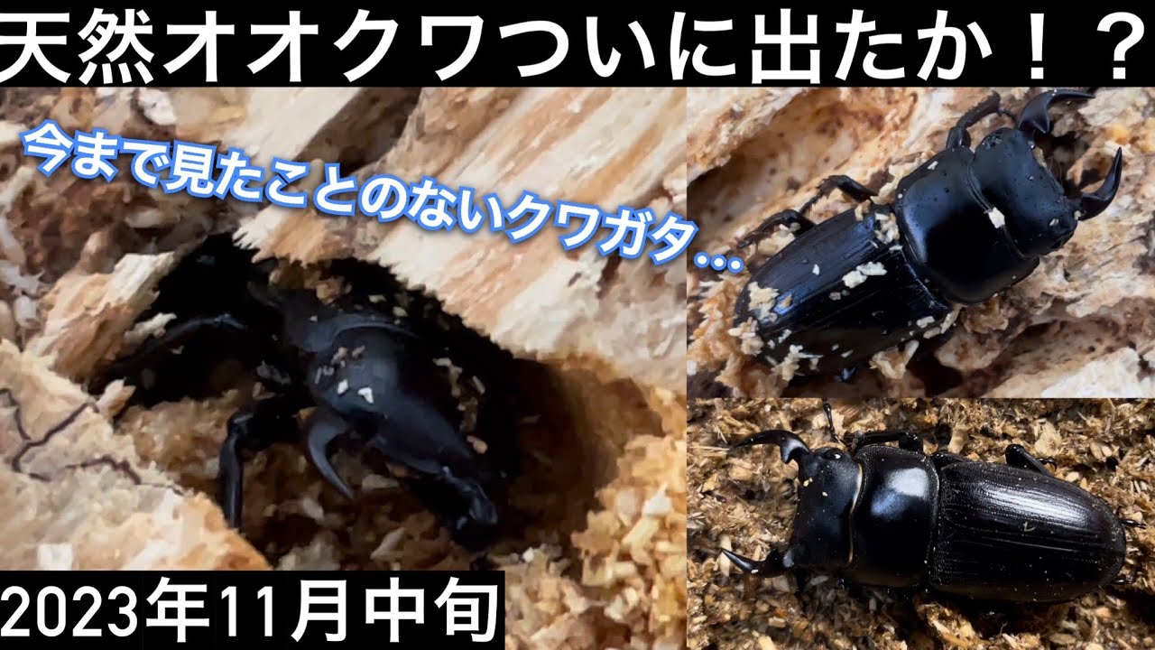 初冬の材割オオクワガタ採集解説 - YouTube