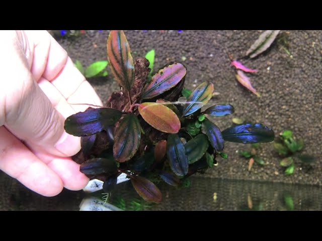 ブセファランドラ spエレガントパープル ブセファランドラsp Elegant