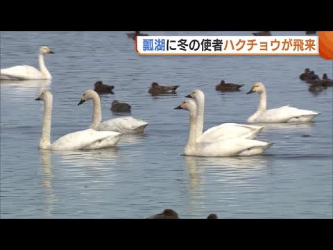 Winter messengers, the swans, have arrived at Lake Hyoko in