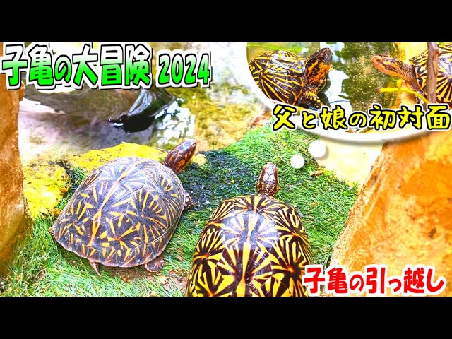 亀飼育】子亀たち引っ越しました【2024】 - YouTube