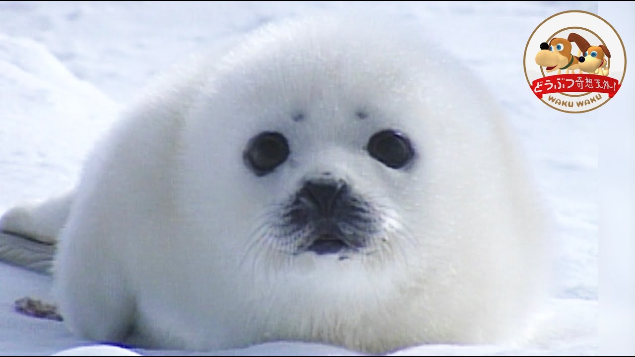 極寒の氷原】タテゴトアザラシの赤ちゃんを襲う過酷な試練…厳しい大