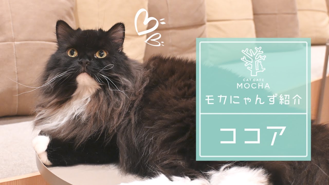 ココア（スコティッシュフォールド♂）梅田店 - YouTube
