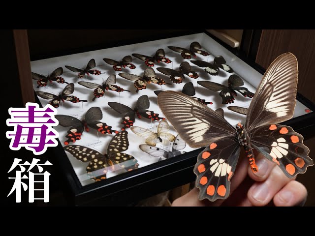 珍品HYBRIDパルナシウス・アポロ・アラベント蝶標本