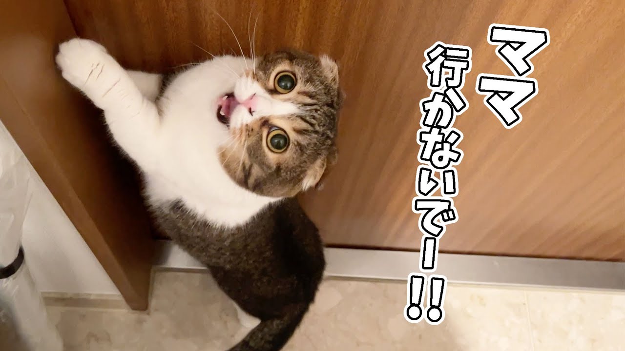 ママが女子会に行こうとしたら寂しがりやの猫が玄関を塞いで鳴いちゃい
