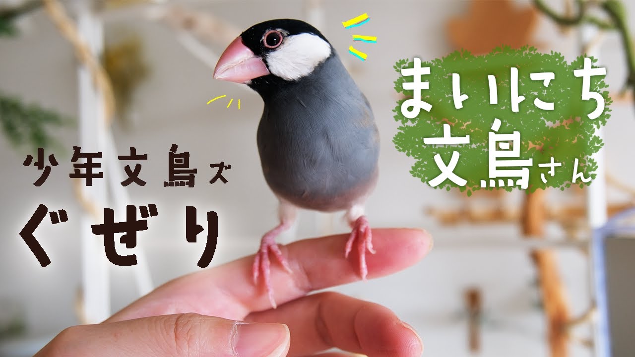 幼鳥、病鳥、老鳥 3（スリー）セット♪ 幼鳥、病鳥、老鳥3（スリー