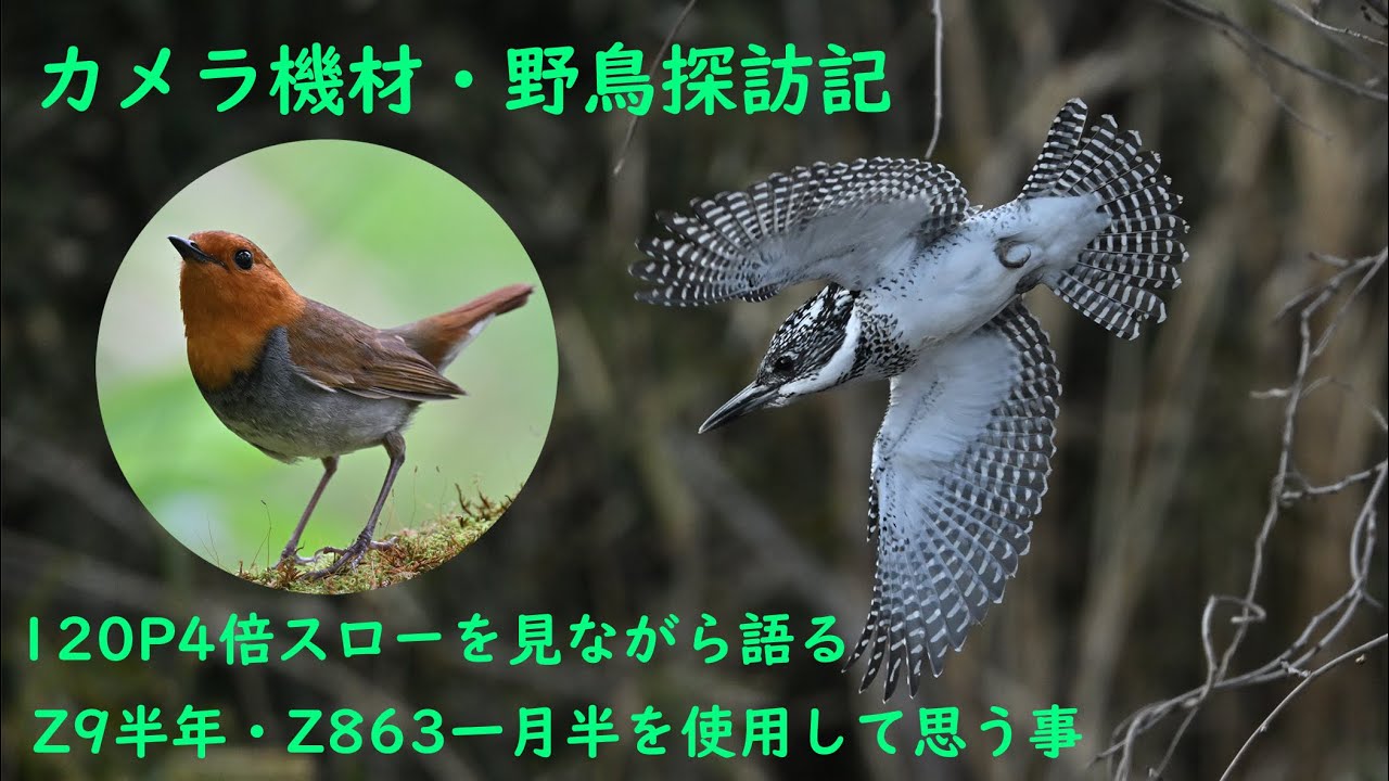 カメラ・野鳥探訪記 Z9とZ800㎜f6.3 Sを使用してきて思う事。「山翡翠