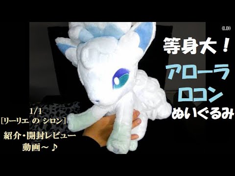 等身大！アローラロコンぬいぐるみ紹介動画～♪ （リーリエのシロン