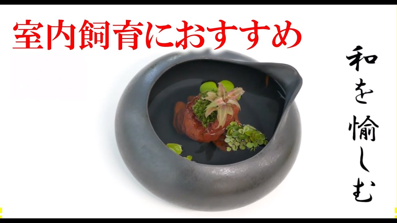 メダカにも最適。とっても便利なお部屋用陶器鉢。 - YouTube