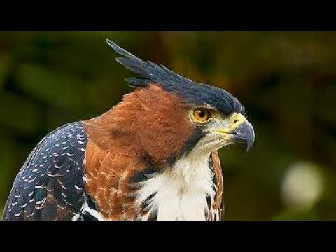 Falconry: The Ornate Hawk-Eagle - YouTube