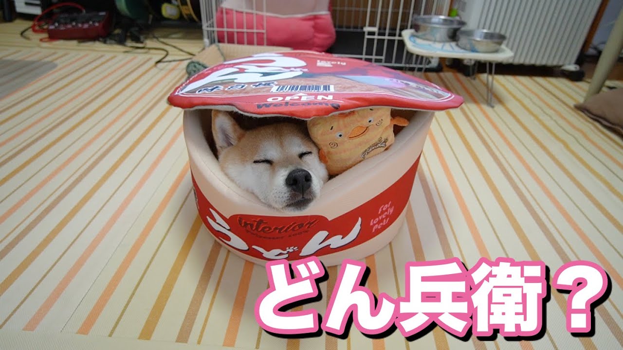 セール中 どん兵衛 ペットベッド Amazon.co.jp: 猫ベッド 犬ベッド 冬