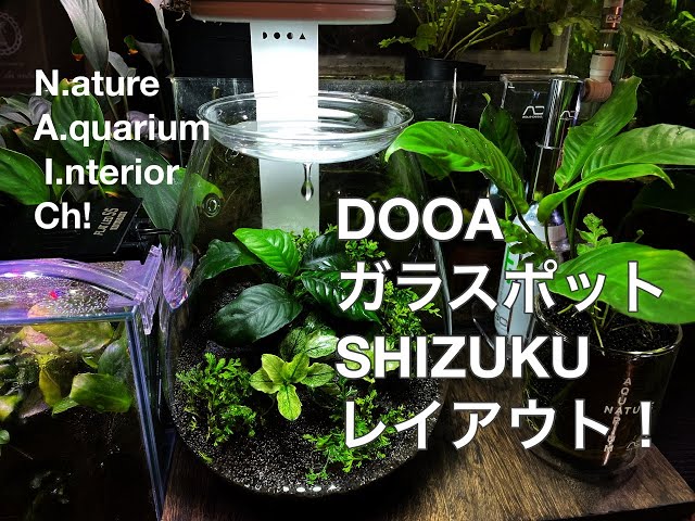 DOOAガラスポットSHIZUKUレイアウト！ - YouTube