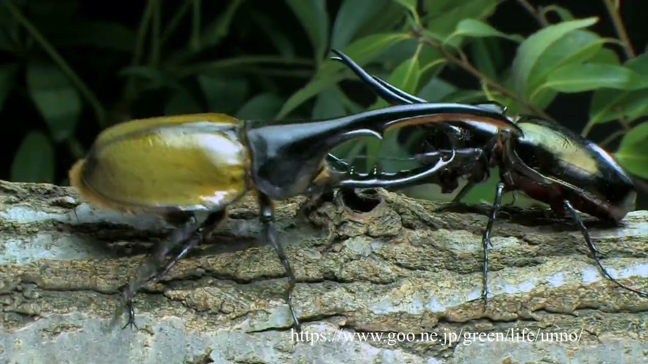 コーカサスオオカブト ヘラクレスオオカブト オス×4 標本 コーカサス