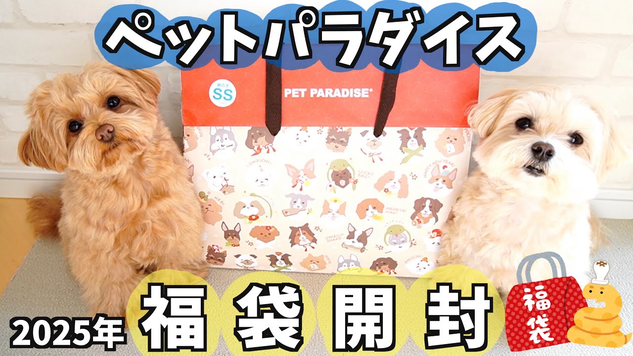 PET PARADISE 2026 福袋 女の子 DSサイズ 犬服 PET PARADISE - PET