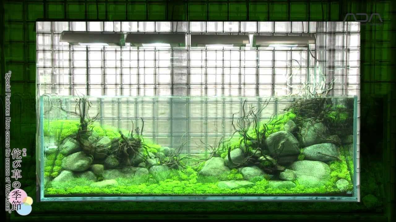 ADAview] Layout Making Process using Wabi-Kusa -180cm Tank- A