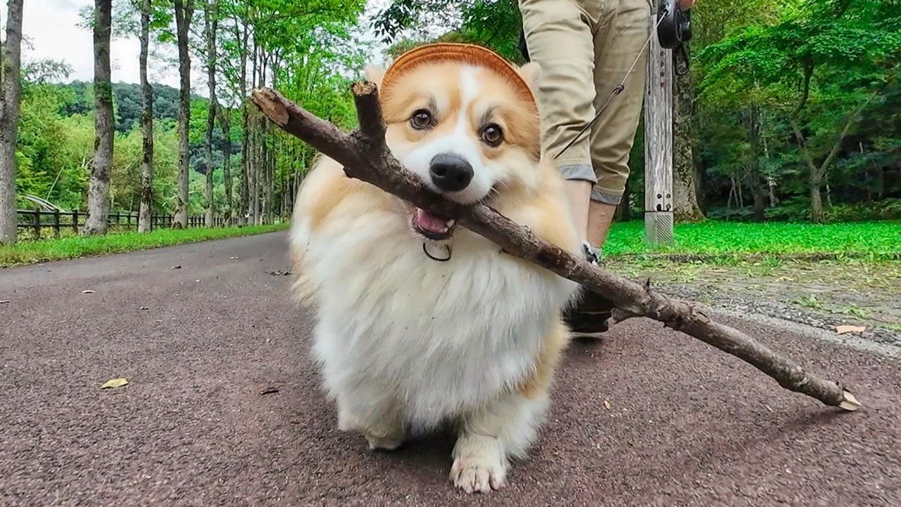 コーギー パピー 子犬 ガラスのカッティングボート 【公式通販】