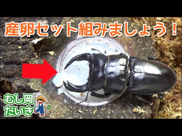 A beginner tries making a giant stag beetle egg-laying set! - YouTube