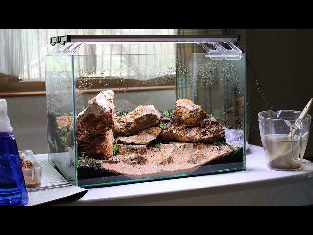 木化石レイアウト水槽の立ち上げ ➂【Start-up sum of Wood fossil