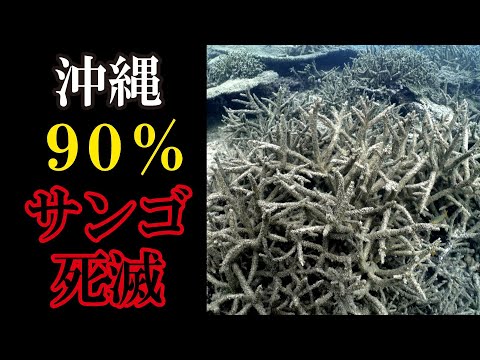 An abnormal situation occurred in which 90% of corals died, going
