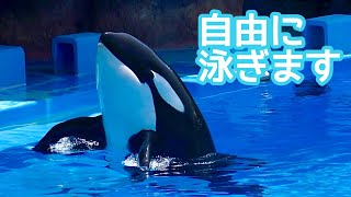 動物の惑星】☆ナイルワニ上海WF188体限定+オオアリクイ&シャチ