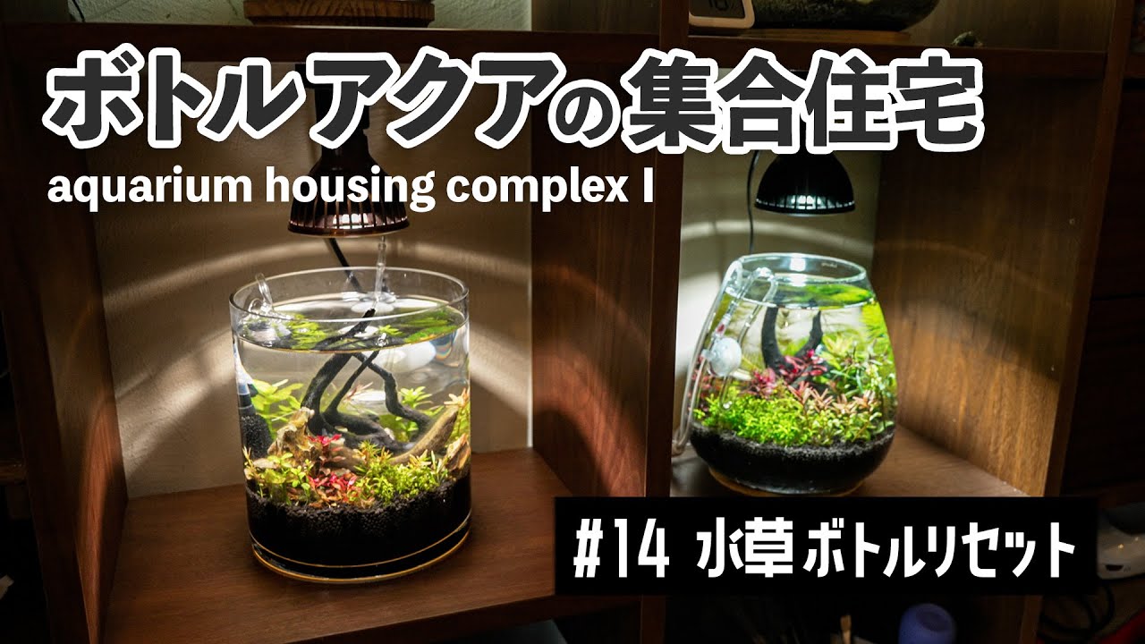 Bottle Aquarium 14] 2 months since launching Aquatic Plants Bottle
