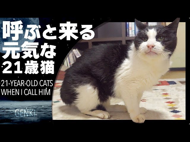 呼ぶと来る元気な21歳猫 - YouTube