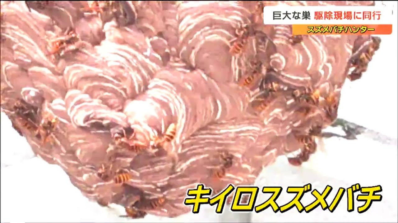 びっくりするくらい大きくなる巣が出ている」スズメバチハンターが直径