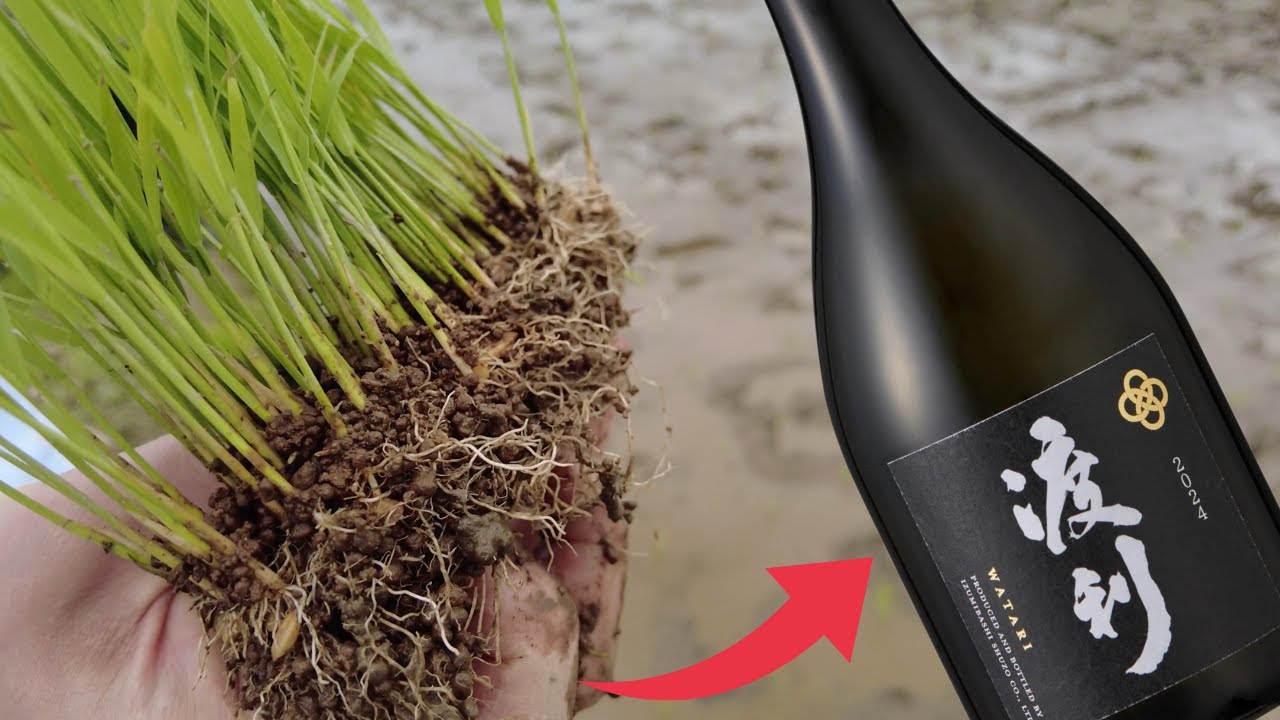 日本酒(渡利2024)が完成！おつまみに合う究極のお酒が完成？今年は