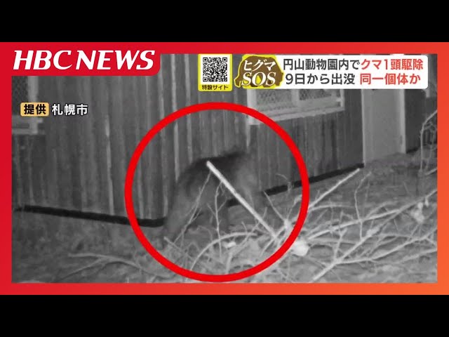 Bear extermination] A bear was captured and exterminated at