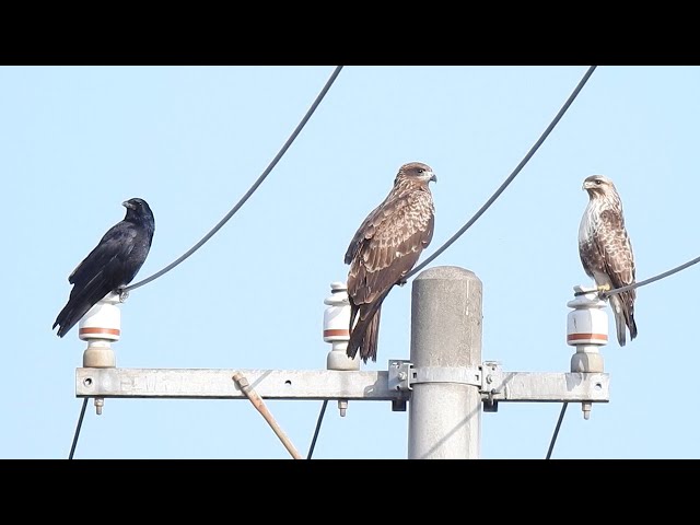 空をイメージする鳥 空を旋回する鳥 | しょうがない