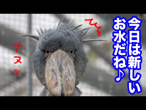 ♡ハシビ口コウ♡ 追加分 ♡ハシビ口コウ♡ 追加分 Highlights by