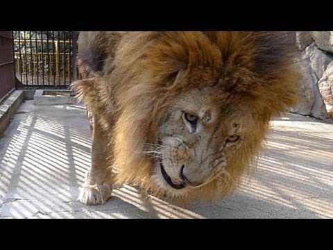 百獣の王、ライオンのモジロー 岡山・池田動物園 - YouTube
