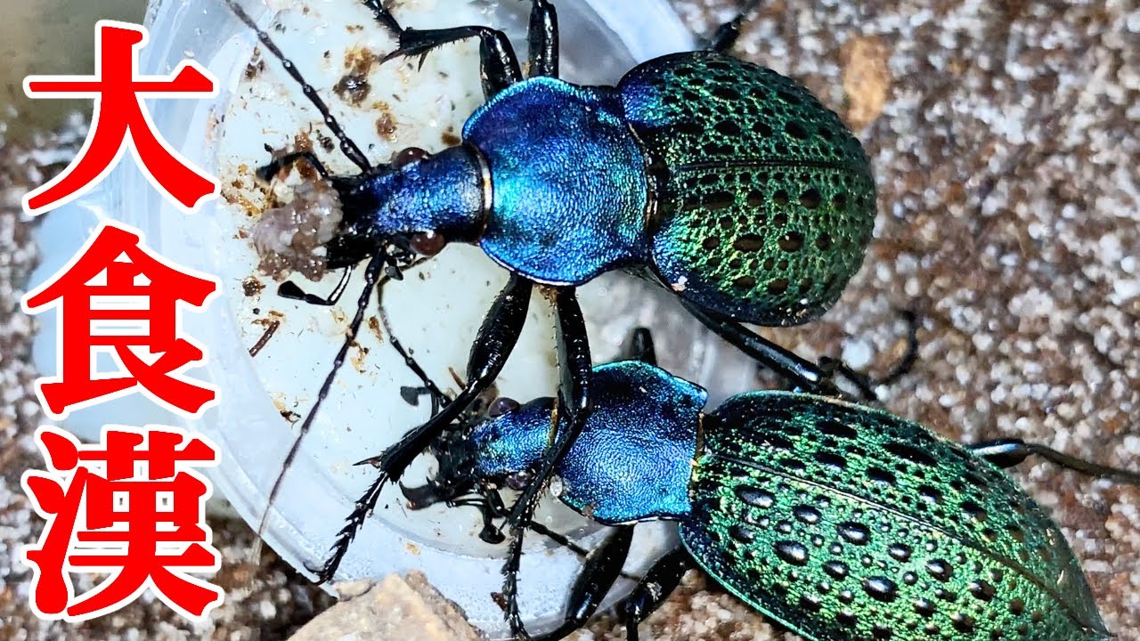 世界一美しいオサムシの食事が豪快すぎた！！！ - YouTube
