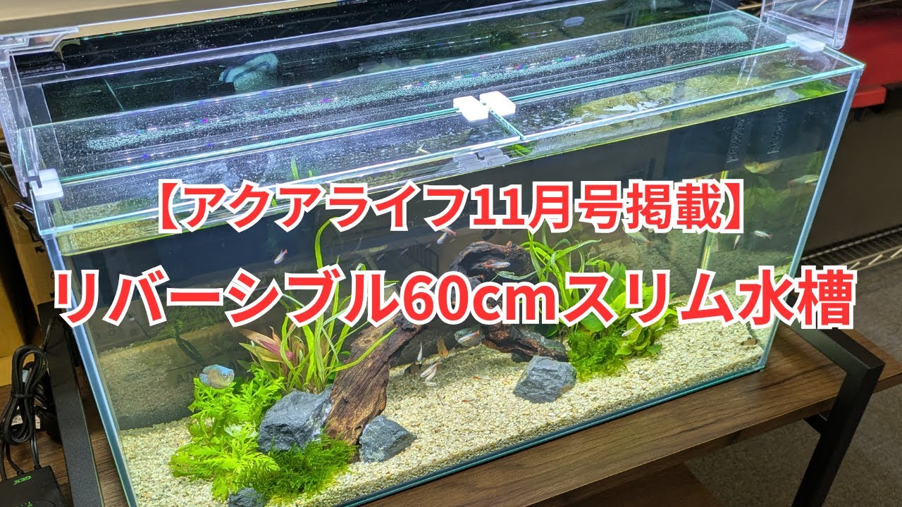 Published in Aqua Life November] We created a slim 60cm aquarium