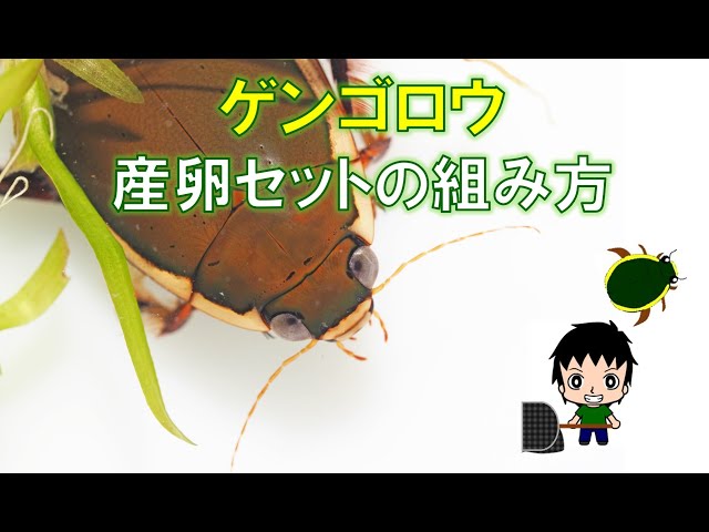 研究者向き ゲンゴロウセット ゲンゴロウ以外も含む 研究者向き