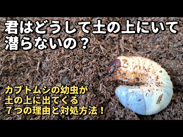 Rhinoceros beetle larvae come out of the soil and won't burrow! 7