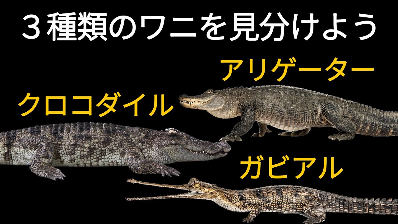 Identify the three types of crocodiles [Explanation] - YouTube