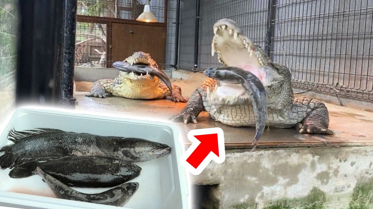 地球を食べるワニ A huge 4m crocodile swallows foreign fish - YouTube