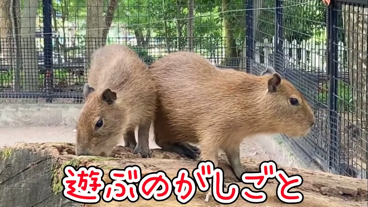 カピバラ子 1002 Three Baby Capybara Brothers [Japan / Shizuoka