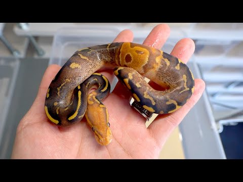 The mutant baby snake shed its skin. - YouTube