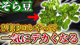 Broad Beans] Super important from February! I'll tell you what I