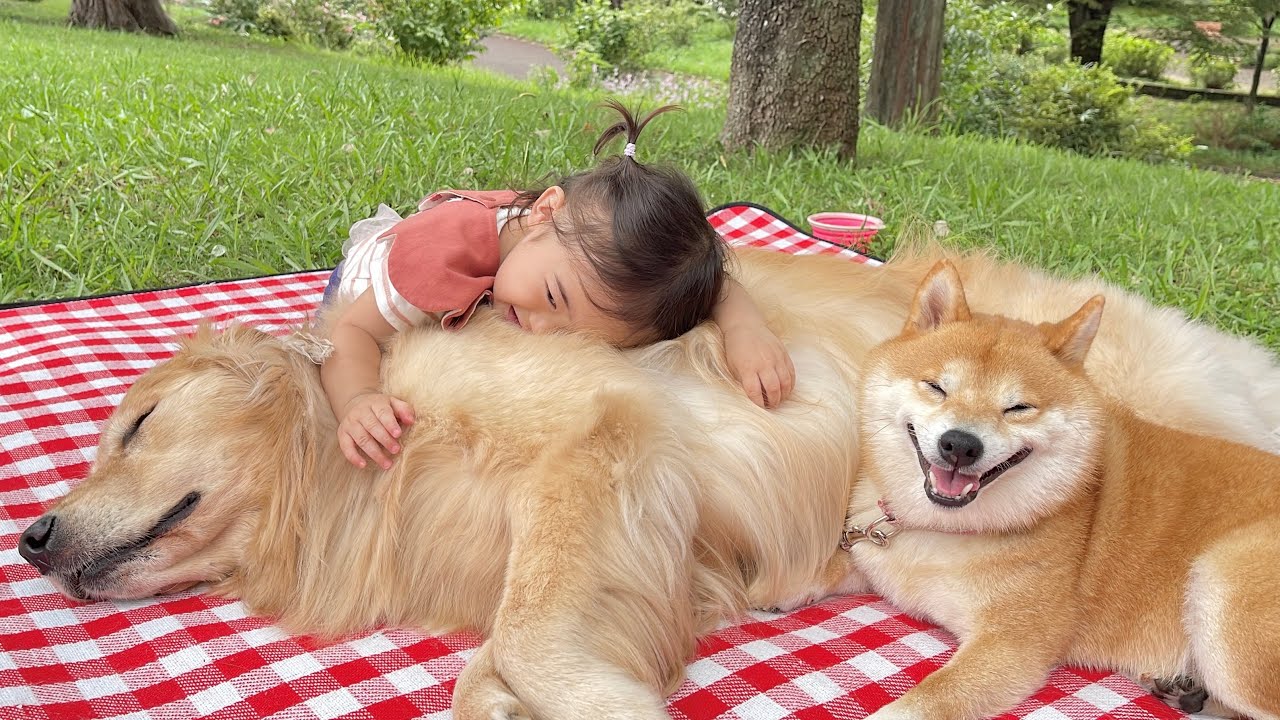 家でも外でも関係なくくっついていたい豆柴とゴールデンレトリバーと1