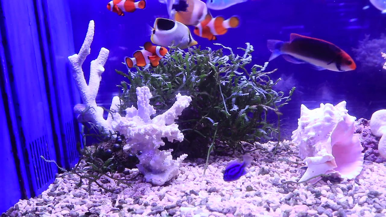 世界のとれたて海水魚(通信販売)の日海-web.com<日海センター