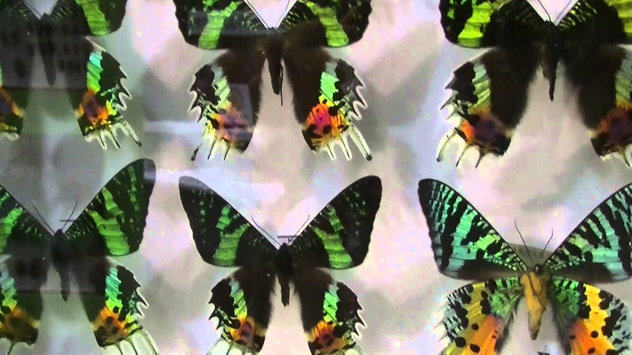 ニシキオオツバメガ 標本世界で一番美しい鱗翅類